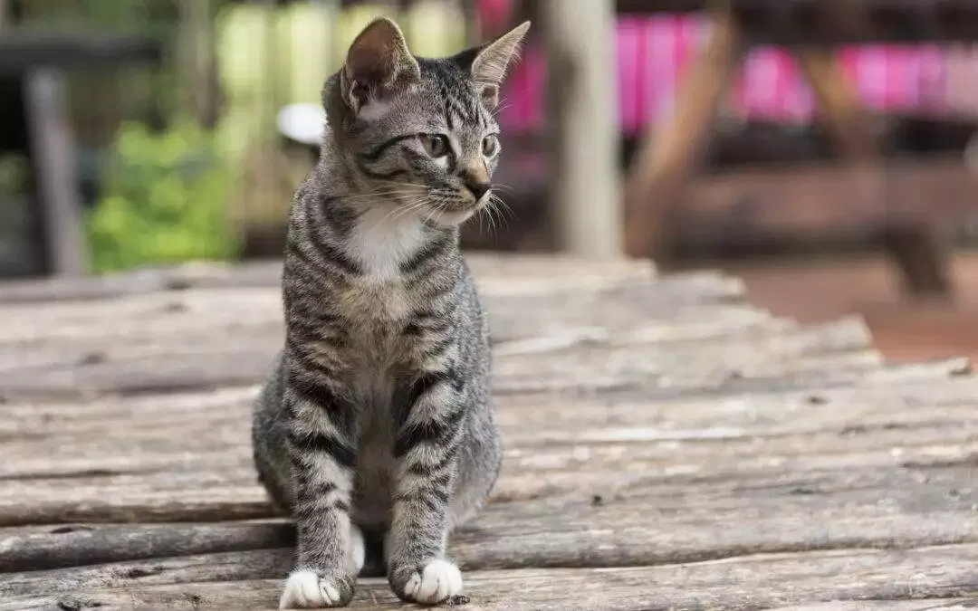 Comment dresser un chat  Voici les erreurs à éviter